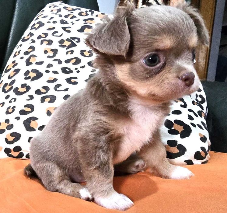 Chihuahua Fêmea, Cor Lilac afogueado. Pêlo comprido. LOP