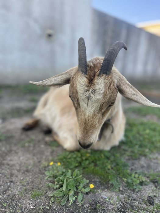 Cabra nova so de uma barriga