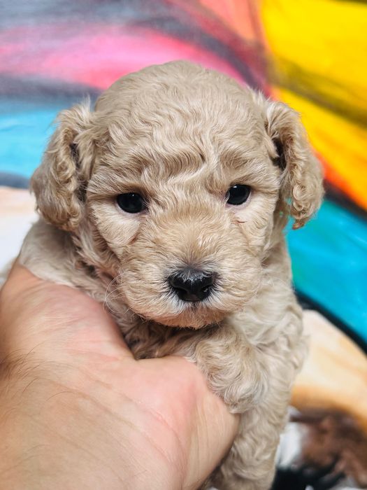 Rezerwacja - MALTIPOO 1FB - pies | 75% PUDEL TOY 25% MALTIPOO