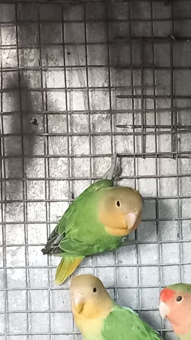 Macho Agapornis Roseicollis