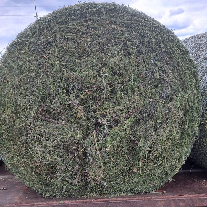 Sprzedam  Sianokiszonke z lucerny