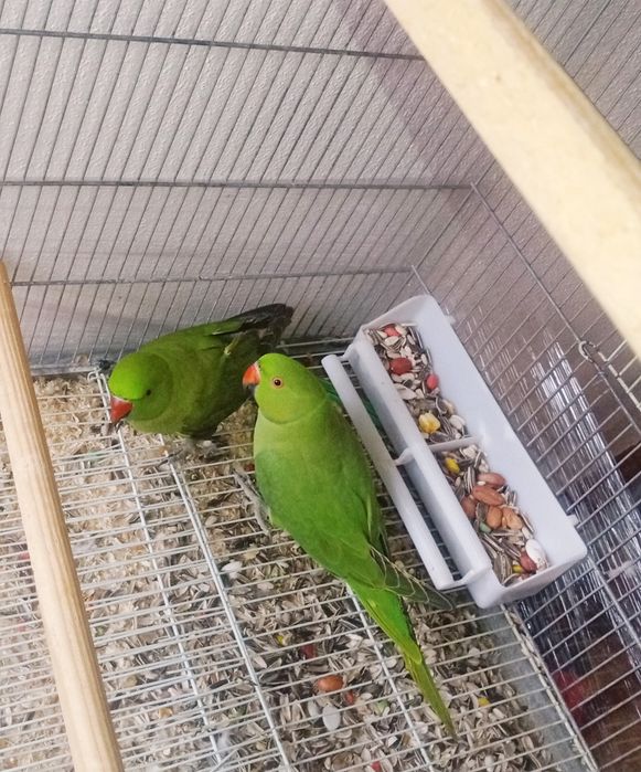 Casal Ring Neck 2025