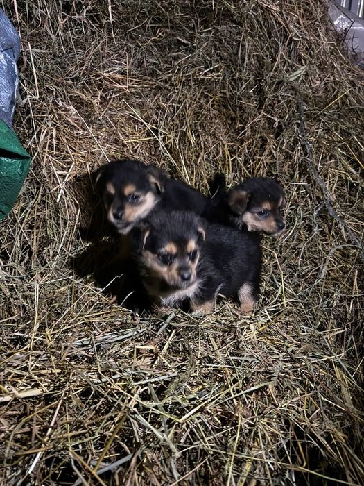 Віддам маленьких цуценят у добрі руки!
Милі, грайливі й дуже добрі пес