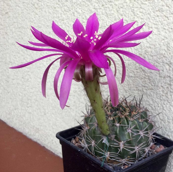 Nasiona Echinopsis / "Pseudolobivia" - kolorowe kwiaty