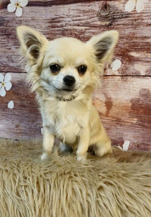 CHIHUAHUA piesek długowłosy ZKwP (FCI)