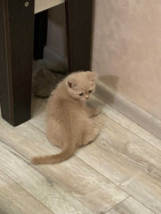 Кошенята Британці