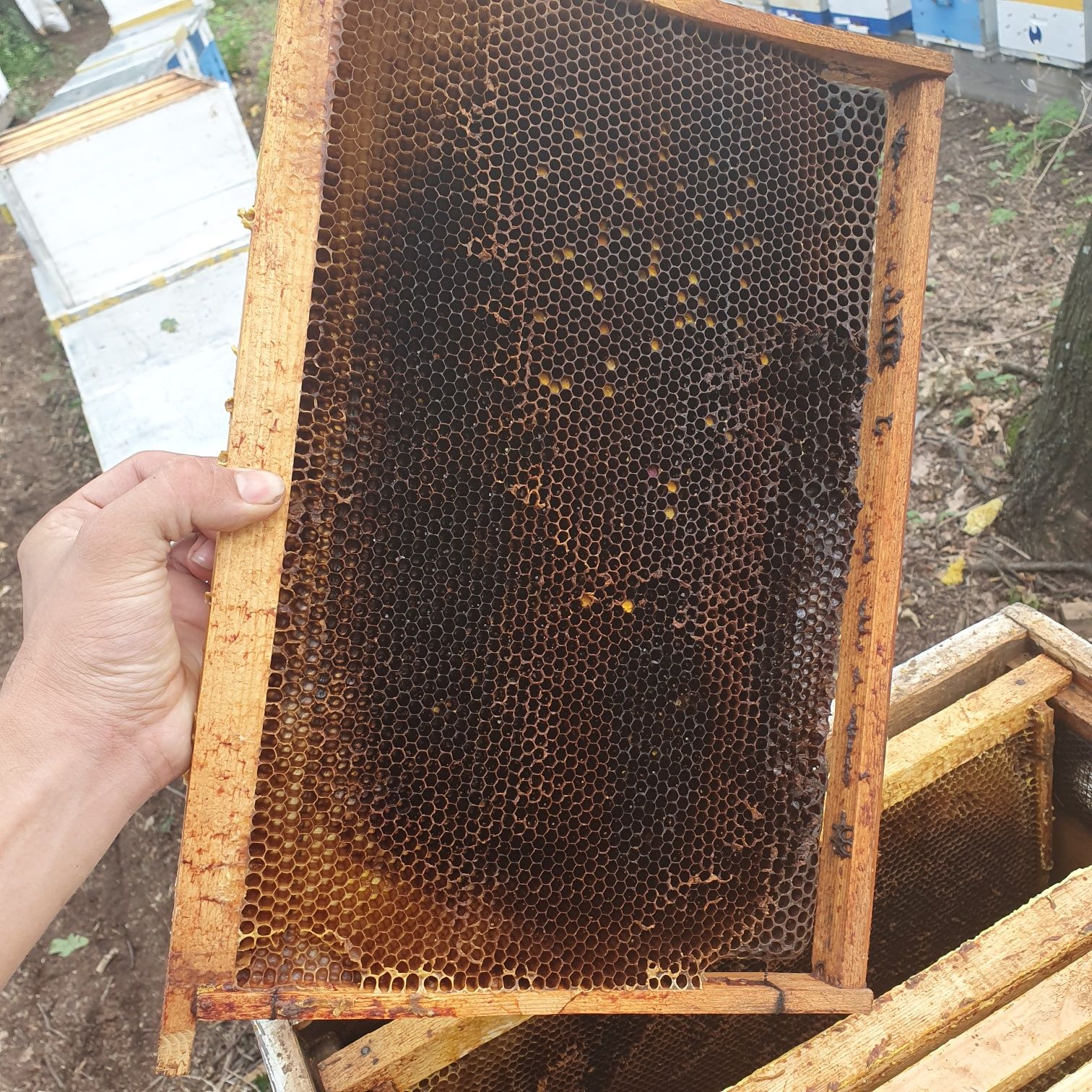 Продам рамки (сушь) для пчёл 300мм.