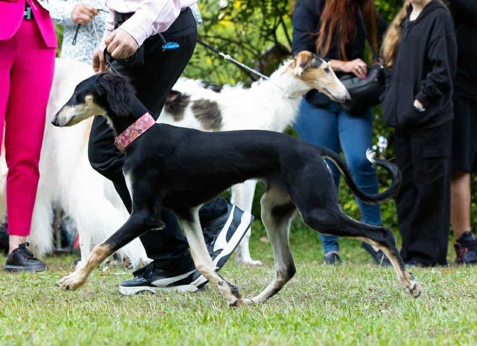 Chart perski SALUKI, suczka z metryką ZKwP/FCI