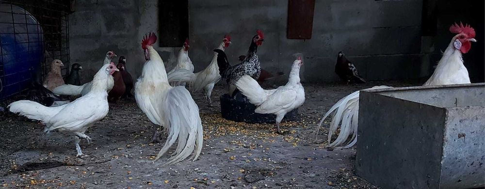 Galinhas FÉNIX BRANCAS – Mutação RARA