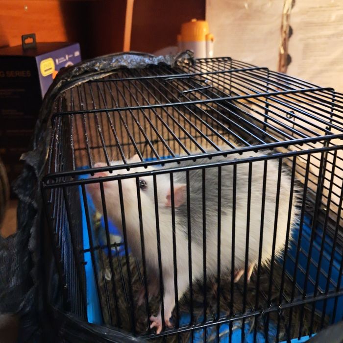 Віддам в хороші руки