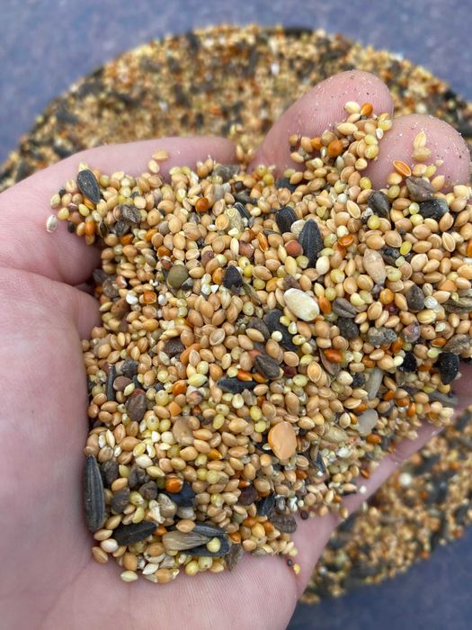 MIX nasion dla dzikich ptaków, papug, kur,gołębi 25kg Hurtownia Święte