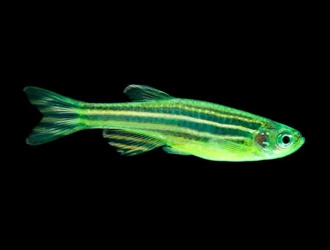Даніо GloFish (глофіш) Данио Гло
