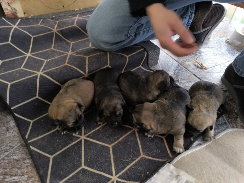 Małe pieski szukają dobrego domu , oddam , za darmo.