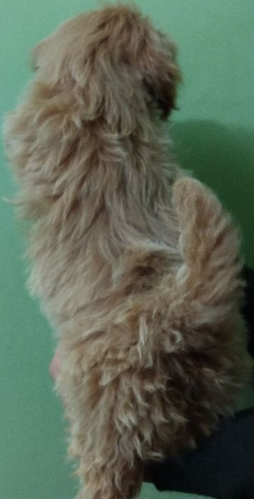 Мальтипу F1 Дівчинка