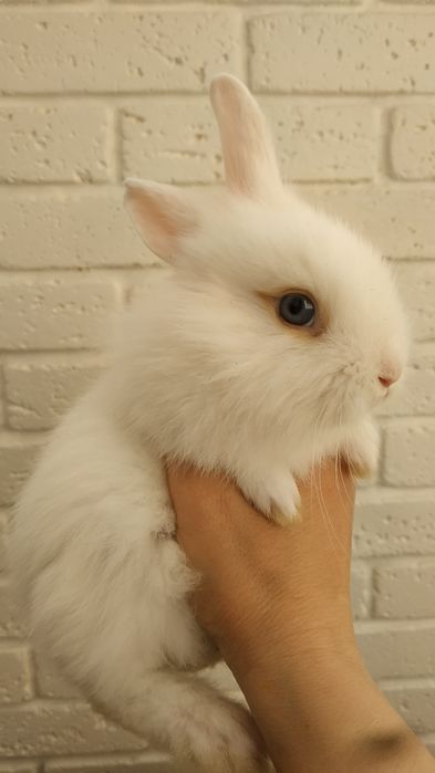 Білий кролик львіноголові декоративні кролі  карликові кроля в Харкові