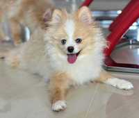 Szpic miniaturowy Pomeranian niebieskie oczy pies