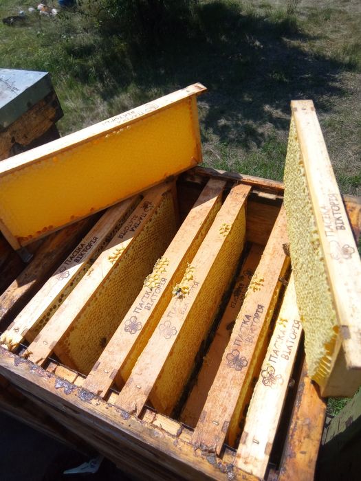 Продам стільниковий мед