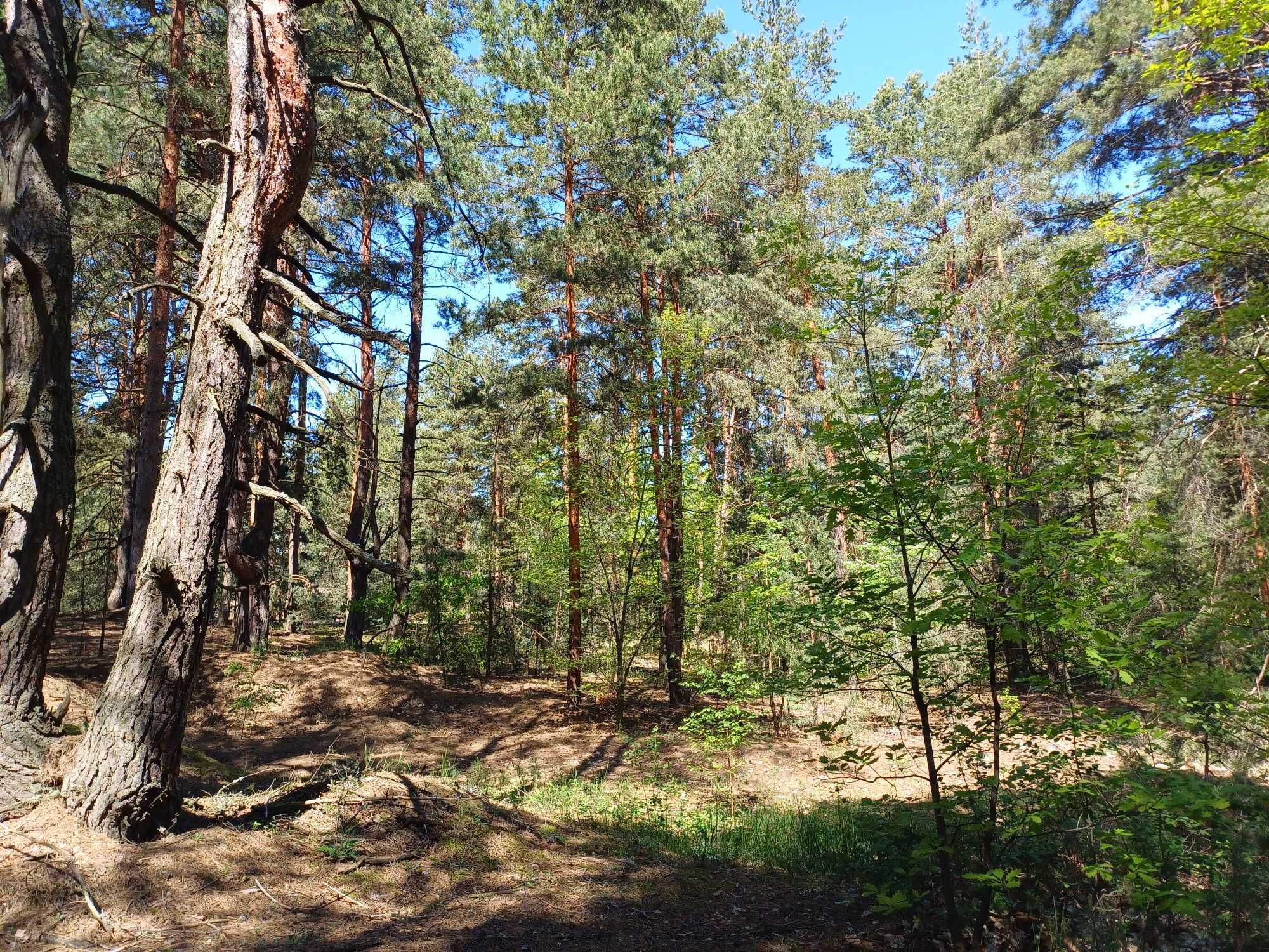 Толокунь, ділянка 10 соток з лісом, поруч море