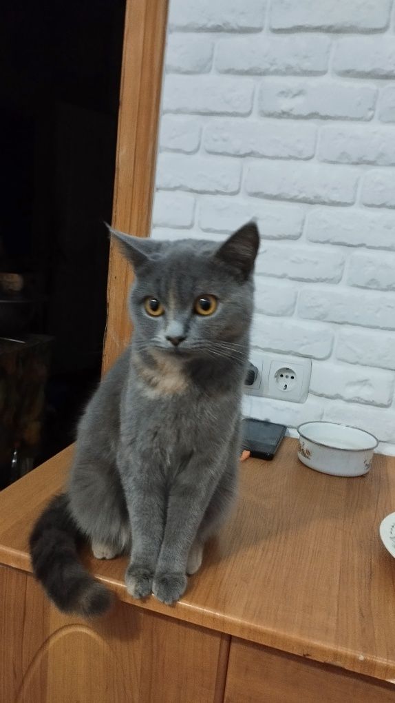 Віддам в добрі руки котів