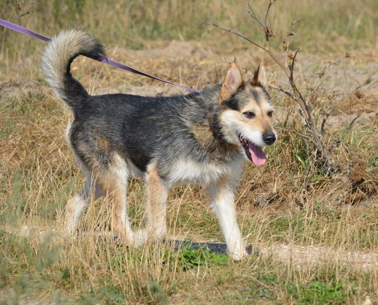 Leo czeka już 7 lat na dom.