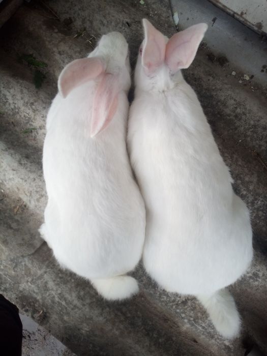 Термонська біла самці