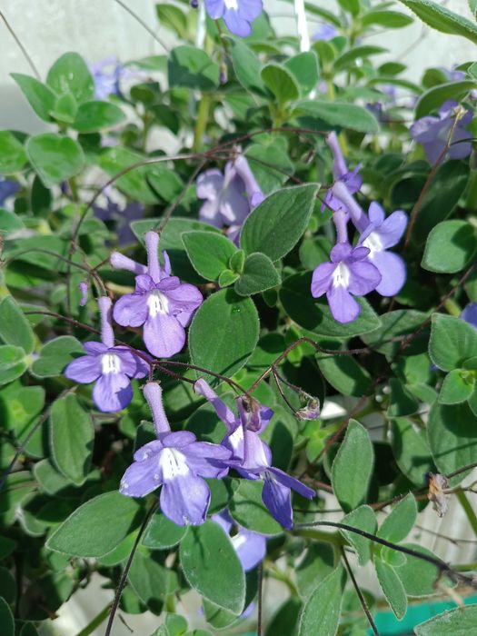 Skrętnik Streptocarpus doniczka wisząca