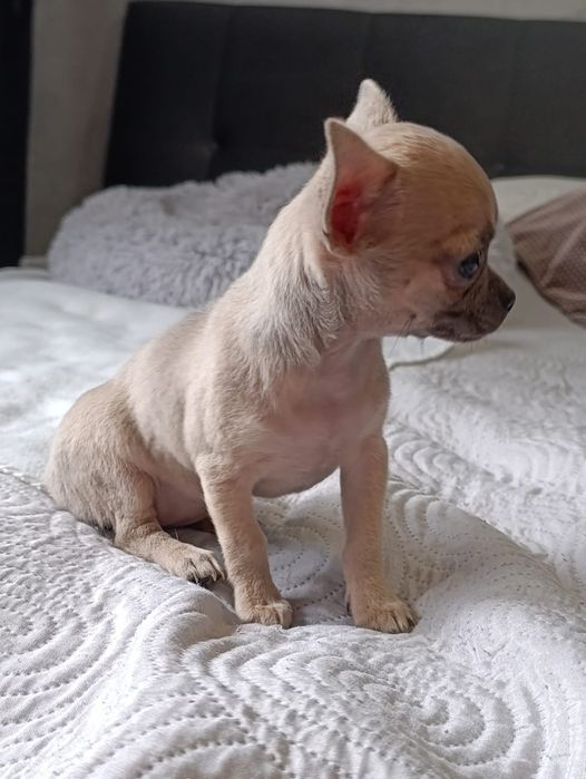 Chihuahua  Śliczna  suczka