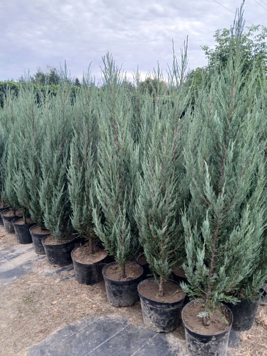 Jałowiec Blue Arrow Jalowce 170cm 180 cm cena  45 zł Promocja