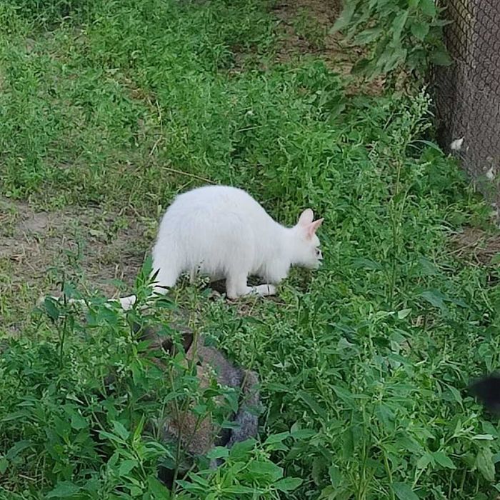 Kangury walabia  samce , samice