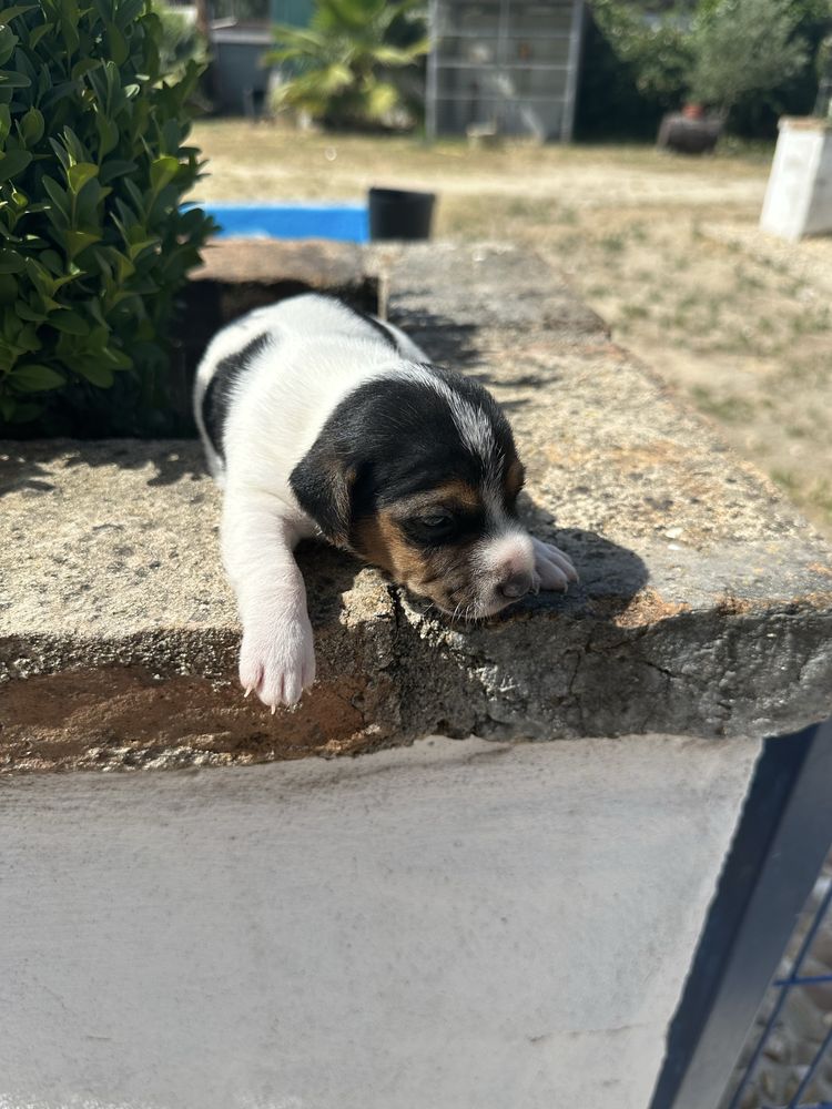 Magnífico menino jack russel