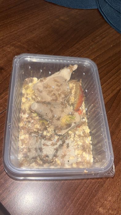 wylęg świerszcza bananowego