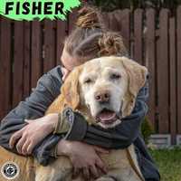 Fisher, cudowny labrador szuka domu