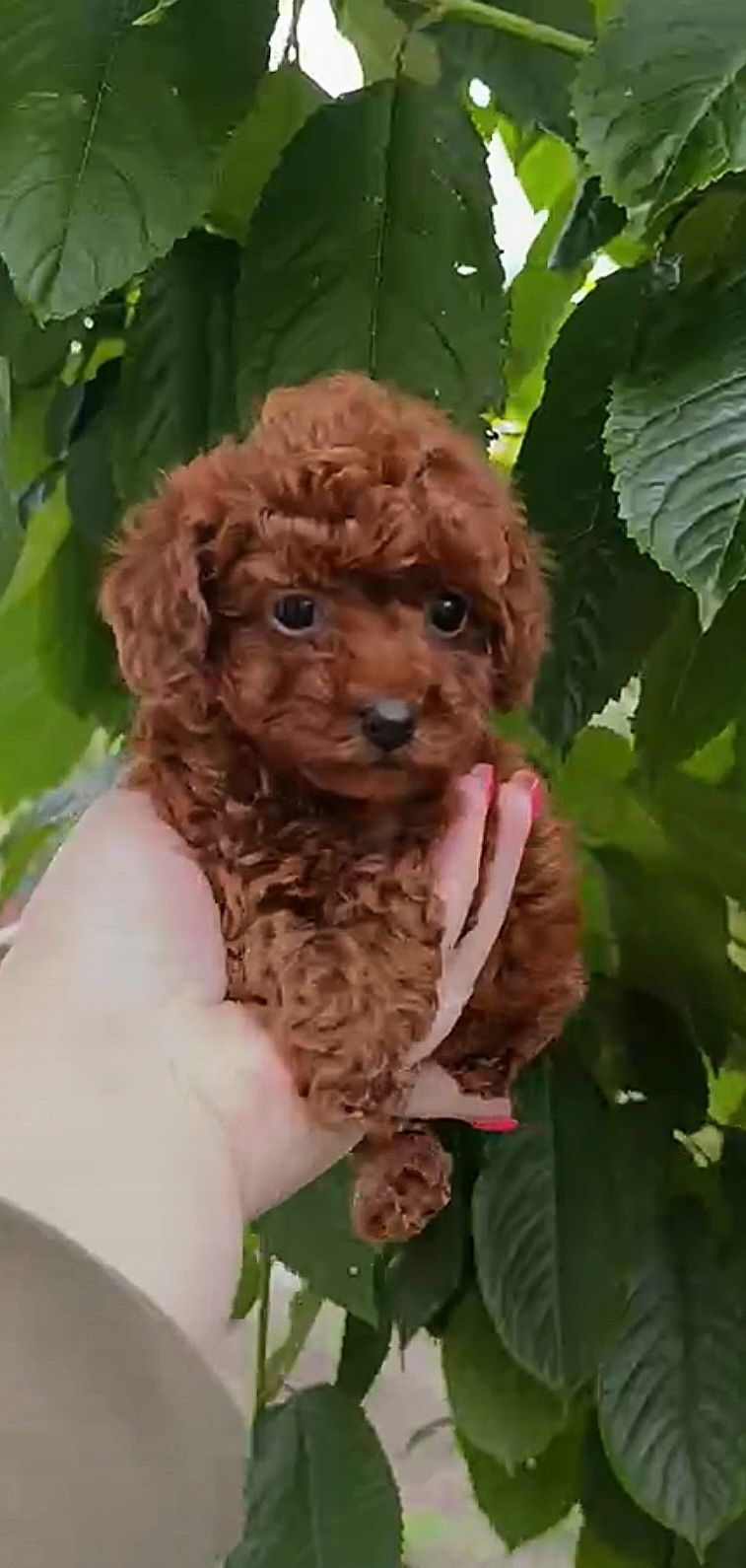 Pudel toy red brown