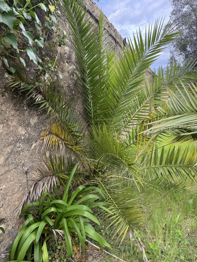 Palmeira Diversos Tamamhos