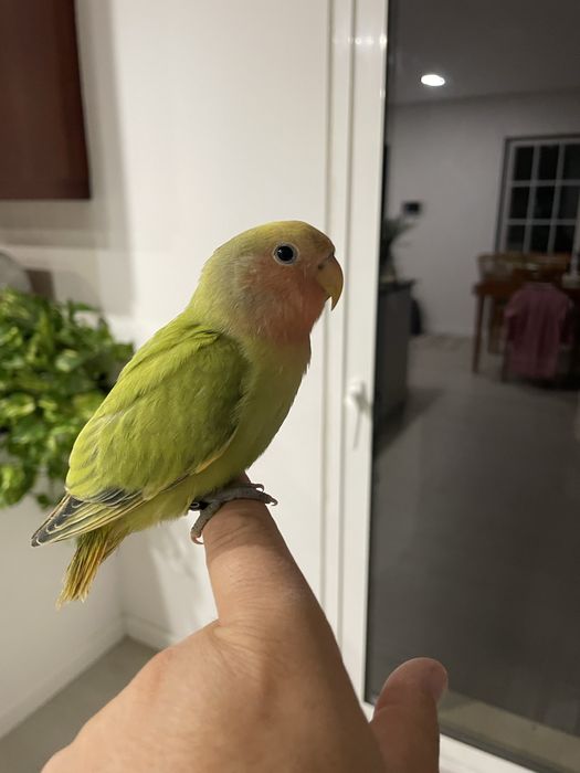 Agapornis roseicollis domesticados/criados à mão