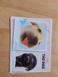 Karteczki the dog