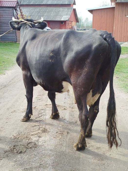 Продам корову Циганку