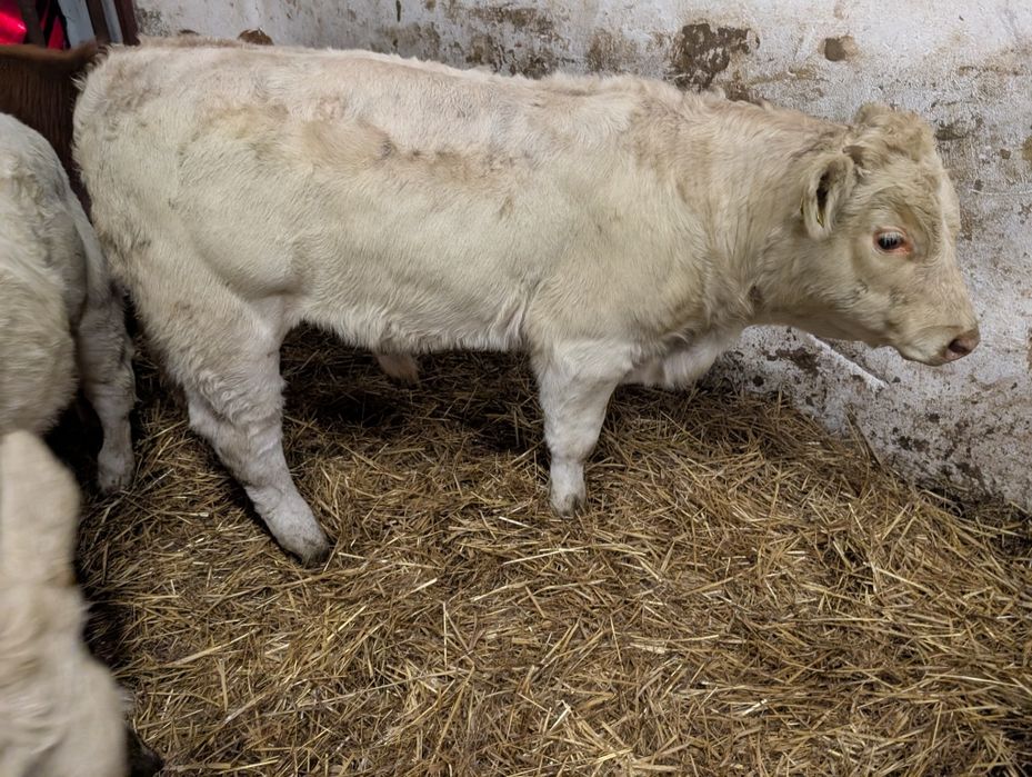 Sprzedam odsadki byczki i jałówki polskie duże ilość