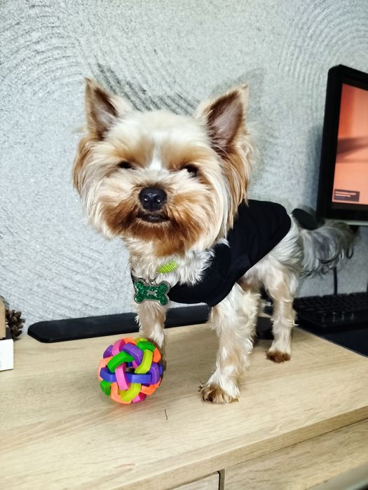 Йоркширский терьер мини