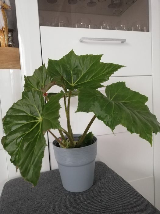 Begonia Ricinifolia Immense sadzonka