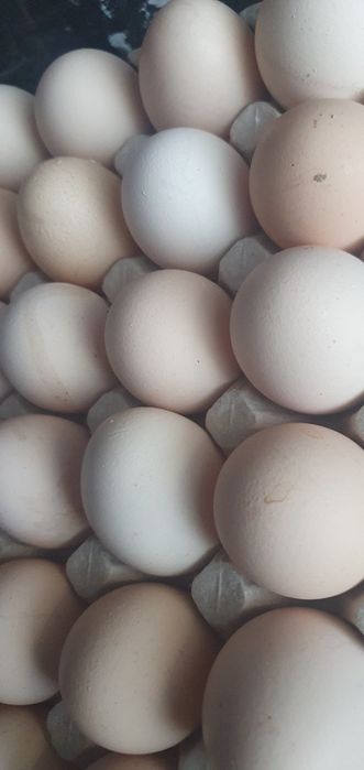 Jajka Wiejskie wolny wybieg XL