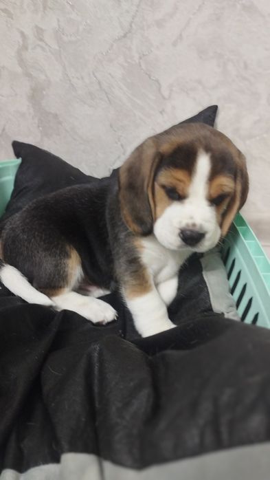 Цуценята породи бігль