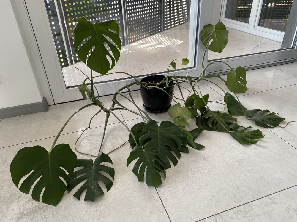 Duża Monstera deliciosa