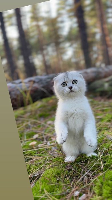 Котик фолд висловухий срібна шиншила шотландський хлопчик