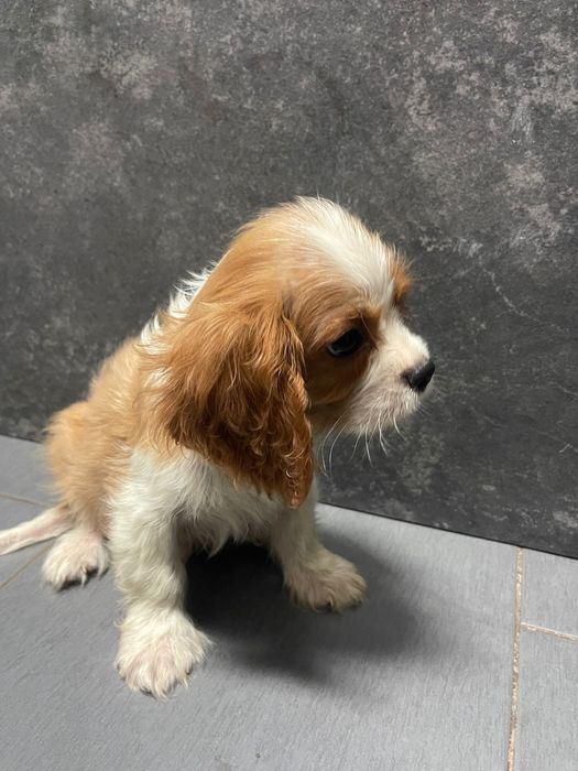 Cavalier King Charles