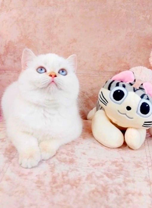 Чарівна дівчинка Біленька куколка