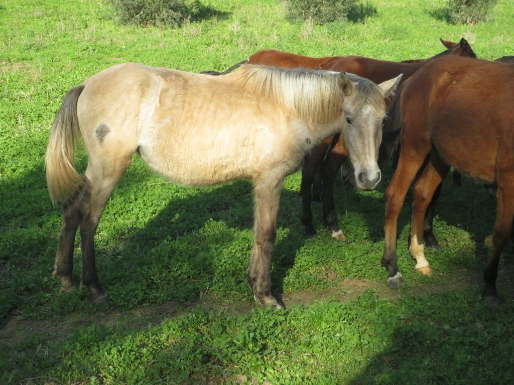 Poldras Lusitanas a fazer 2 anos