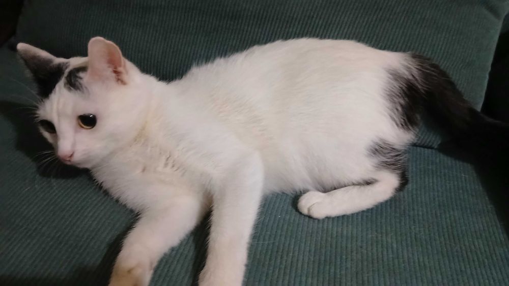 Oddam kotkę w dobre ręce, za darmo