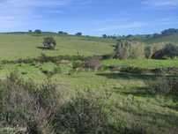 Terreno rústico de 0,65Ha a cerca de 250mt da localidade da Dogueno