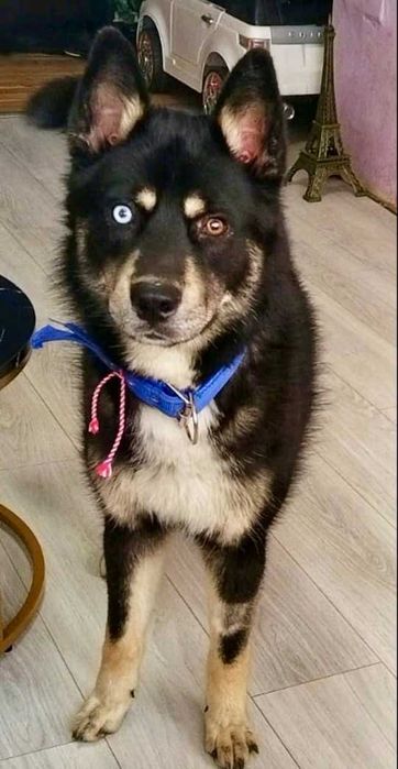 REKSI  pies o jasnym oku i złotym sercu. Uratowany w Bułgarii